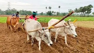 two Bullock by ploughing with village | bull videos and oxen stuck videos