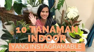 10 Tanaman indoor yang instagramable, tahan dalam ruangan minim cahaya dan cocok bagi pemula