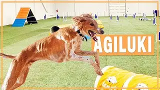 Saluki's first agility competition!