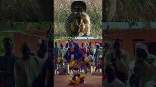 Ave Zaouli Bird vs Zaouli Dancer #birds #zaouli #ytshorts #art