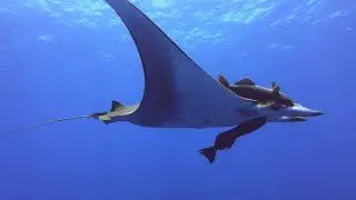 Manta diving | Santa Maria, Azores 2019