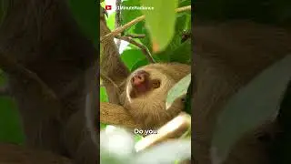 Sunday Chill Battle, Are You as Lazy as This Sloth