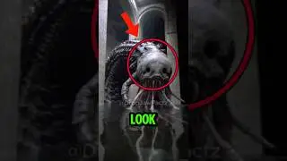 TOP 5 CUTE ANIMALS THAT CAN KILL YOU 😱🐾 #AnimalFacts #DeadlyAnimals #Shorts