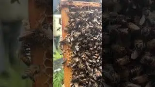 Everything&rsquo;s better in slow motion #shorts #youtubeshorts #bees #honeybee #robbing #shortsvideo
