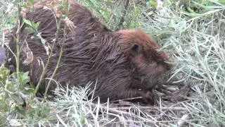 North American Beaver.mov