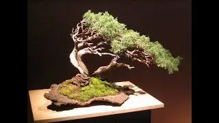 Unique Windswept Bonsai