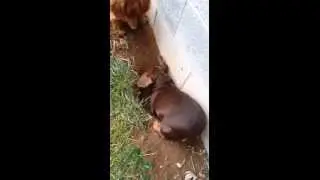 Dachshund team hunts and kills mole.