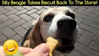 Silly Beagle Takes Biscuit Back To The Store!