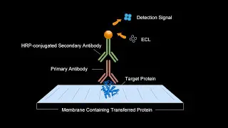 Elabscience: Western Blot Video Tutorial