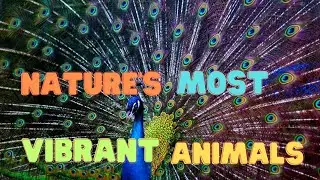 NATURE'S MOST VIBRANT ANIMALS! #animalfacts #dailyfacts #shorts