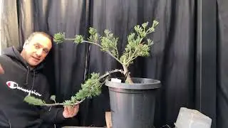 Creating cascade bonsai with young Japanese white pine - step by step cascade bonsai creation