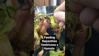 Feeding Nepenthes Ventricosa x Hamata #carnivorousplants #nature #plants #houseplants