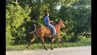 Racking mare currently in training (Rosharon, Tx)