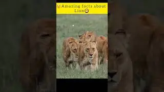 🤔facts about lion/sher🦁 | anytime sam #facts #shorts #lion #sher