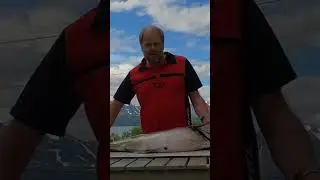 Coalfish Filleting/ Sei filitering