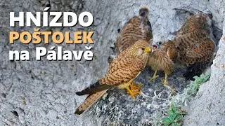 Poštolka obecná / Hnízdo na Pálavě