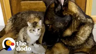 Four Pound Kitten Cozies Up To 85 Pound Brother | The Dodo Faith = Restored