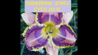 Цветение в саду  лилейника  JEWEL EYED JULIEl( ДЖУЭЛ АЙД ДЖУЛИ).Видео