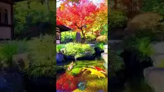 Japan is Amazing