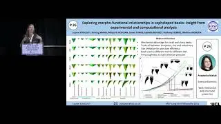 EXPLORING MORPHO-FUNCTIONAL RELATIONSHIPS IN CEPHALOPOD BEAKS