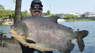 Amazing fisherman skills Net fishing video/unbelievable big Fishing video/Viral/fishing/Viralvideo/