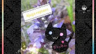 今日の誕生花🌸アジュガ：Ajuga reptansとネコ✨#Shorts #aroma 4.26