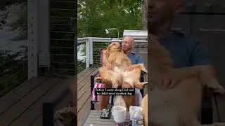 🫂 Dog Sleeping with Daddy | Funny Dog with owner | #shorts #dog #dogs | Tiktok | Asmr | #cutedog
