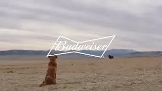 Ad Meter 2022: Budweiser