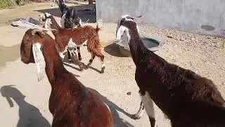 Goat of jump style 😱 meeting life #share #foryou 