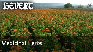The cultivation of medicinal herbs - From Plant to Medicine in a 200-Meter Beeline