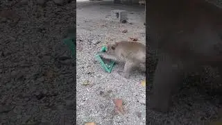 He wonders with mirror I MrKTV Monkey
