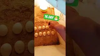 Hen Eggs Hatching Process 16 day 🐣