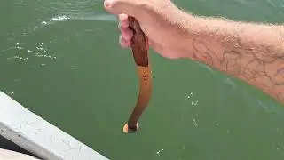 La  clonc pe Dunăre...Cum se bate cu cloncul. Ce  momeala să folosim la clonc?! Și ce montura? 