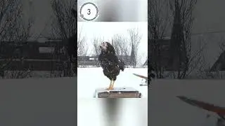 Поют Орловские #петухи, Папа и Сыновья, Russian Orloff #Chickens, #Roosters_sing, Dad and 2 sons