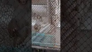 Baby Rhesus Monkey🐵#shorts #short #monkey #macaque #youtubeshorts #shortsfeed #shortvideo #ytshorts