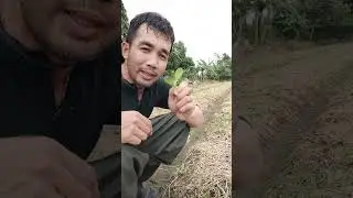 Vegetable🥬🥦🥬#kcfarm #natural #kongsophal