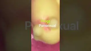Turn the Friggin&rsquo; Frogs Pansexual Remix 🏳️&zwj;🌈 #pansexual #lgbtqia #soapcutting #soapmaker #soap