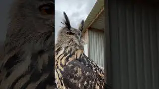 Stimmungsanzeiger Uhu 🦉Uhu sieht Adler 🦅😱😂 #uhu #adler #falknerei