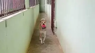 Love Honey#@SiriJyoti#pets #funny