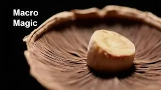 Макрофотография: съемка текстуры с малой глубиной резкости.