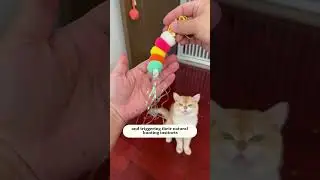 Rechargeable Hanging Cat Toy | Flying Bird Teaser for Nonstop Hunting Fun! 🐱🕊️#cat #pets #cute