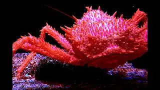 キタイバラガニ　Scarlet king crab　Lithodes couesi