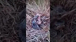 BIRD BRANJANGAN, NESTING ON THE GROUND IN THE LUSH IN THE BUSH.