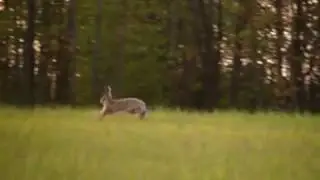 Running hare