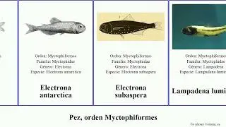 Pez, orden Myctophiformes fish antarctica andreae Electrona Centrobranchus Linterna Neoscopelidae