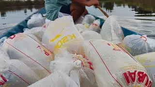 Thả t&ocirc;m c&agrave;ng xanh giống to&agrave;n đực v&agrave; thẻ giống sis