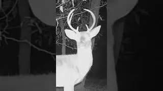 Deer Cam 49