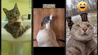 Cute Cats 😻 New Funny Cats 2024 🐈&zwj;⬛ #lifeandcats Ep 2769