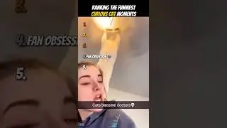 Ranking The Funniest Curious Cat Moments