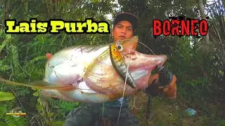 Casting Lais Purba ‼️ Lais Tembiring Sungai Kahayan Kalimantan